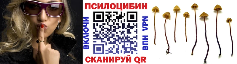Галлюциногенные грибы Psilocybine cubensis  Ессентуки 